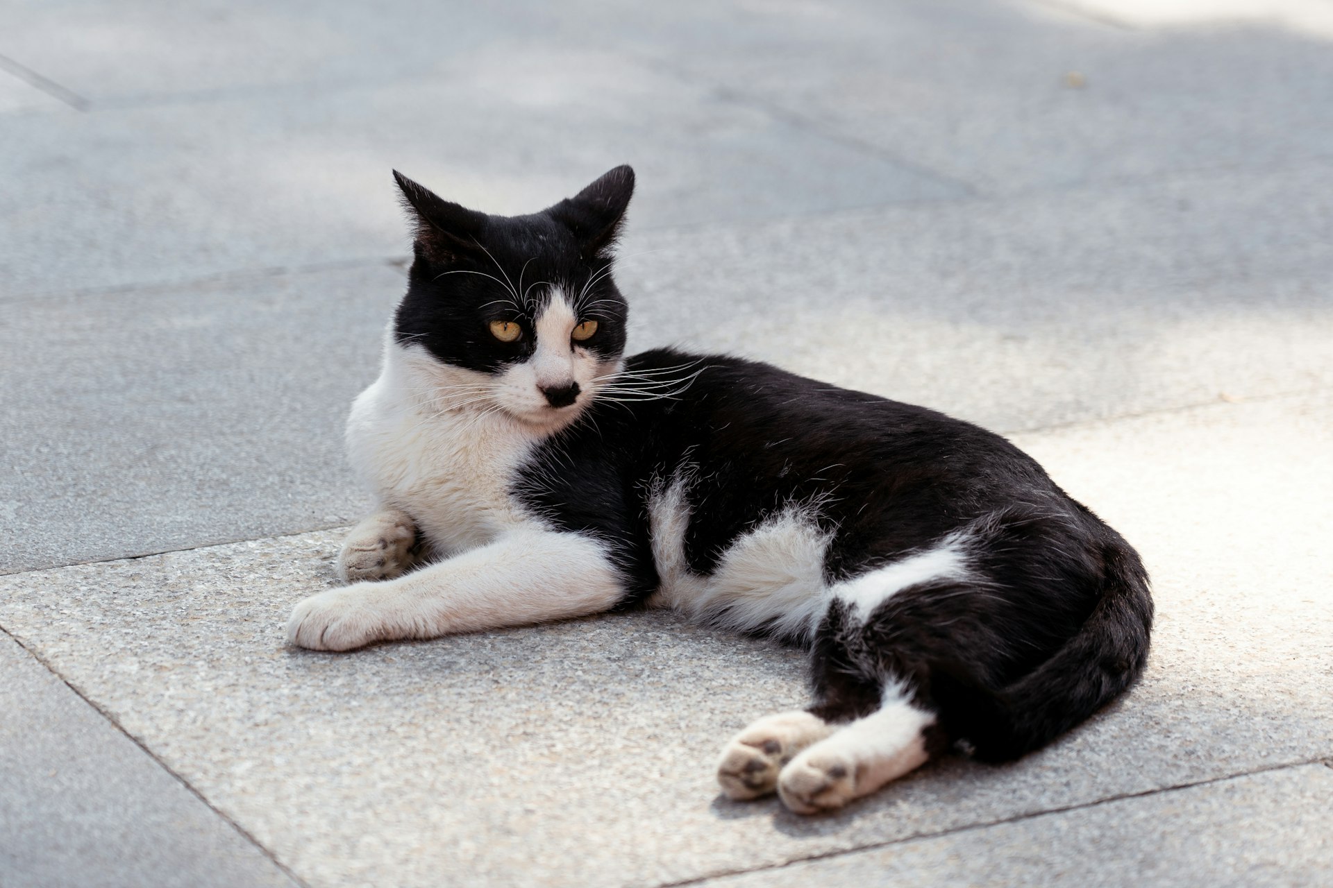 a black and white cat lying on the ground